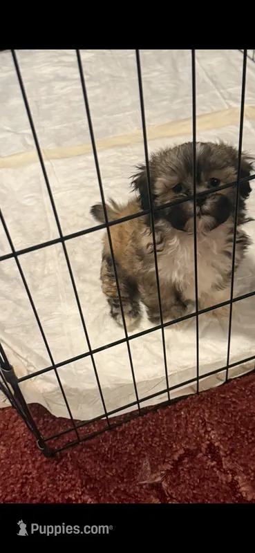 Barney – Shih Tzu puppy for sale in Royston, GA