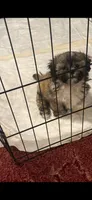 Barney, a male Shih Tzu for sale in Royston, GA – 1 of 3