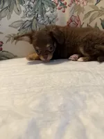 Hershey, a male Chihuahua for sale in Royston, GA – 1 of 3