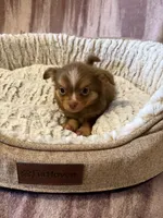 Spicer, a male Chihuahua for sale in Royston, GA – 3 of 3