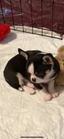 Boss , a male Chihuahua for sale in Royston, GA – 2 of 4