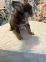Hershey, a male Chihuahua for sale in Royston, GA – 2 of 3