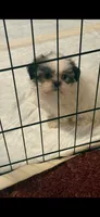 Jericho, a male Shih Tzu for sale in Royston, GA – 3 of 3