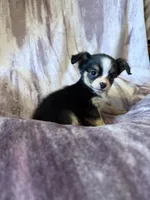 Pumpkin Spice Candy Girl, a female Chihuahua for sale in Royston, GA – 1 of 4