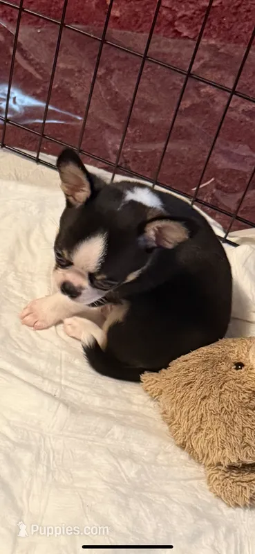 Boss  – Chihuahua puppy for sale in Royston, GA