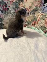 Blue Bunny, a female Chihuahua for sale in Royston, GA – 3 of 3
