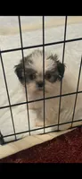 Jericho, a male Shih Tzu for sale in Royston, GA – 2 of 3