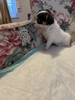 Jasper , a male Chihuahua for sale in Royston, GA – 2 of 2