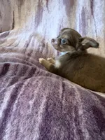 Pumpkin Spice Cupcake, a female Chihuahua for sale in Royston, GA – 2 of 3