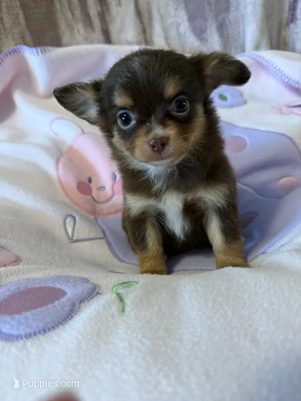 Pumpkin spice muffin  – Chihuahua puppy for sale in Royston, GA