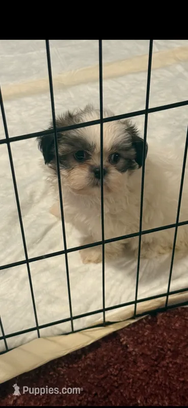 Jericho – Shih Tzu puppy for sale in Royston, GA