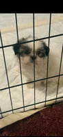 Jericho, a male Shih Tzu for sale in Royston, GA – 1 of 3