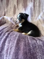 Pumpkin Spice Candy Girl, a female Chihuahua for sale in Royston, GA – 2 of 4