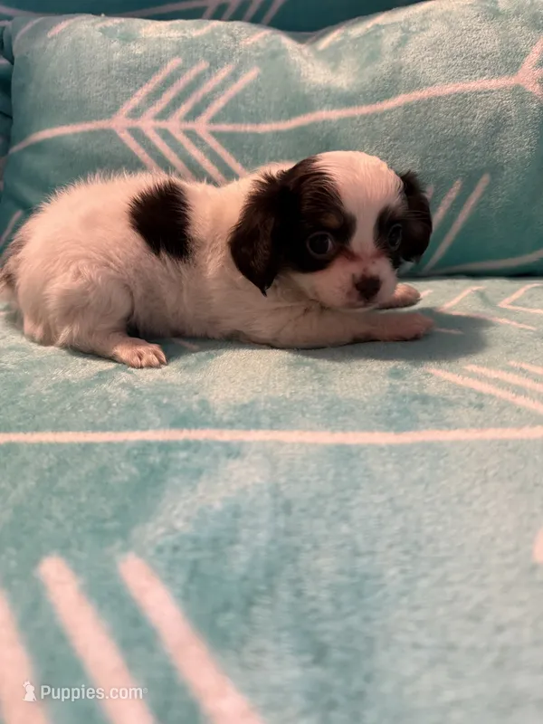 Tasha  – Chihuahua puppy for sale in Royston, GA