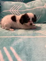 Tasha , a female Chihuahua for sale in Royston, GA – 1 of 1