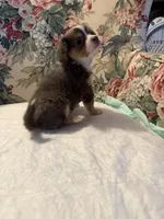 Blue Bunny, a female Chihuahua for sale in Royston, GA – 2 of 3