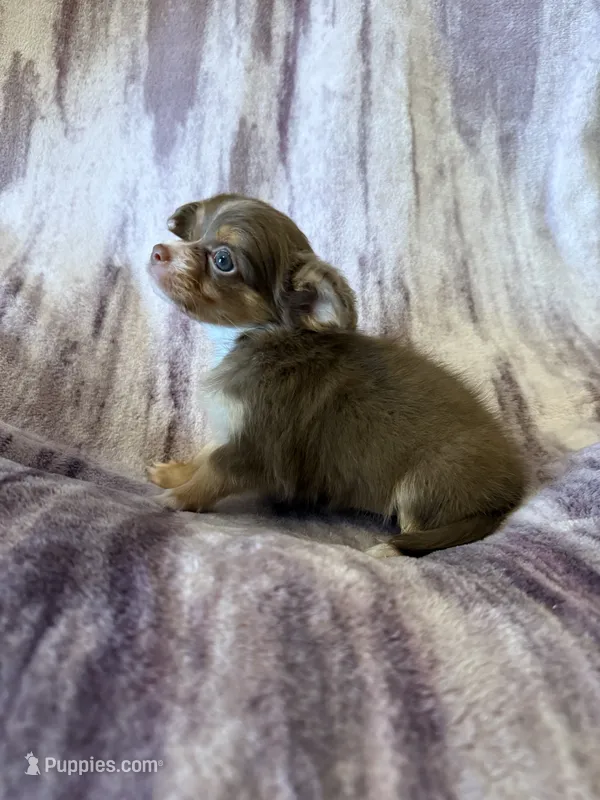 Pumpkin Spice Cupcake – Chihuahua puppy for sale in Royston, GA