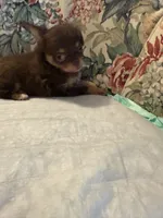Hershey, a male Chihuahua for sale in Royston, GA – 3 of 3