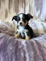 Pumpkin Spice Candy Girl, a female Chihuahua for sale in Royston, GA – 4 of 4