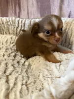Spicer, a male Chihuahua for sale in Royston, GA – 2 of 3