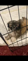 Barney, a male Shih Tzu for sale in Royston, GA – 3 of 3