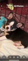 Boss , a male Chihuahua for sale in Royston, GA – 4 of 4