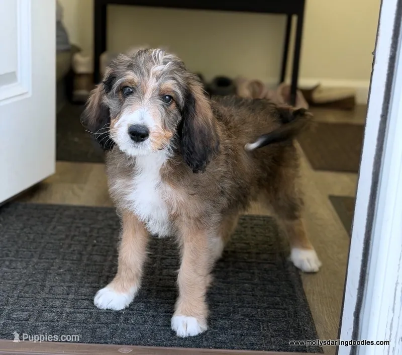 Golden Mountain Doodle – Golden Mountain Doodle puppy for sale in Millersburg, MI