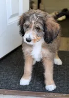 Golden Mountain Doodle, a female Golden Mountain Doodle for sale in Millersburg, MI – 3 of 8