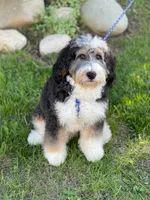 Claus, a male Bernedoodle for sale in Millersburg, MI – Photo 9 of 9
