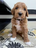 Claus, a male Bernedoodle for sale in Millersburg, MI – Photo 4 of 9