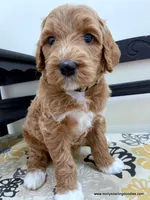 Claus, a male Bernedoodle for sale in Millersburg, MI – Photo 3 of 9