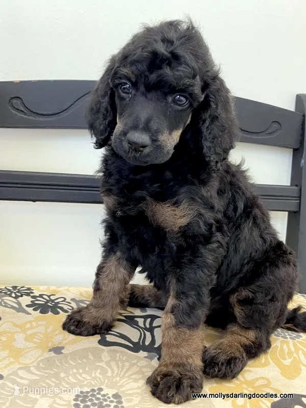Male #1 – Poodle - Standard  puppy for sale in Millersburg, MI