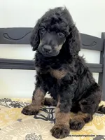 Male #1, a male Poodle - Standard  for sale in Millersburg, MI – 1 of 7