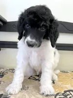 Male #6, a male Poodle - Standard  for sale in Millersburg, MI – 2 of 5