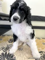 Male #5, a male Poodle - Standard  for sale in Millersburg, MI – 5 of 7