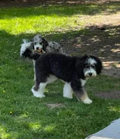 Noel, a female Bernedoodle for sale in Millersburg, MI – Photo 10 of 10