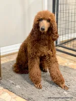 Noel, a female Bernedoodle for sale in Millersburg, MI – Photo 8 of 10