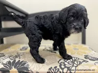 Noel, a female Bernedoodle for sale in Millersburg, MI – Photo 6 of 10