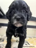 Noel, a female Bernedoodle for sale in Millersburg, MI – Photo 1 of 10