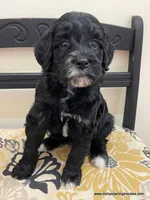 Noel, a female Bernedoodle for sale in Millersburg, MI – Photo 2 of 10