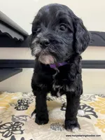 Noel, a female Bernedoodle for sale in Millersburg, MI – Photo 4 of 10