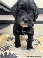 Noel, a female Bernedoodle for sale in Millersburg, MI – Photo 5 of 10