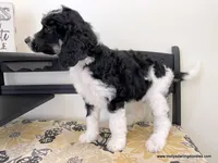 Male #5, a male Poodle - Standard  for sale in Millersburg, MI – 2 of 7