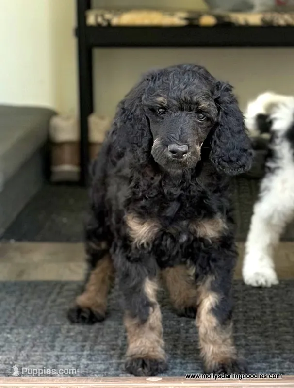 Male #1 – Poodle - Standard  puppy for sale in Millersburg, MI