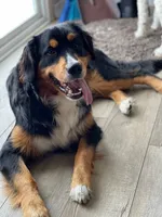 Beau , a male Golden Mountain Dog for sale in Millersburg, MI – 6 of 7