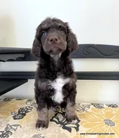 Male #2, a male Poodle - Standard  for sale in Millersburg, MI – 5 of 6