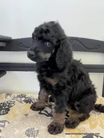 Male #1, a male Poodle - Standard  for sale in Millersburg, MI – 4 of 7