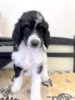 Male #5, a male Poodle - Standard  for sale in Millersburg, MI – 7 of 7