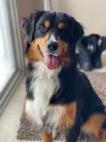 Beau , a male Golden Mountain Dog for sale in Millersburg, MI – 1 of 7