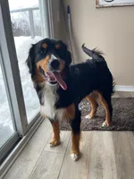 Beau , a male Golden Mountain Dog for sale in Millersburg, MI – 3 of 7